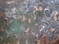 turbonische-taglied
